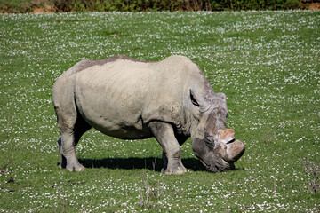 Fototapeta premium Rhinocéros protégé dans un pré de pâquerettes 