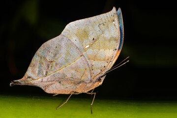 Obraz premium Orange Oakleaf 