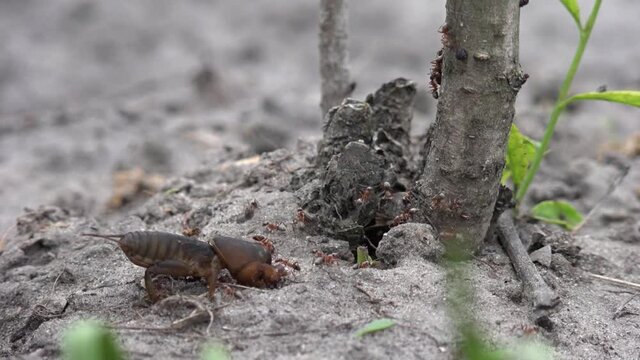 Family of large burrowing insects. Production of formic family. Ants feed on the locusts. Life of insects in the garden beds.