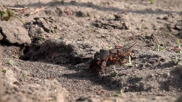Family of large burrowing insects. Production of formic family. Ants feed on the locusts. Life of insects in the garden beds.