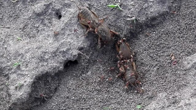 Family of large burrowing insects. Production of formic family. Ants feed on the locusts. Life of insects in the garden beds.