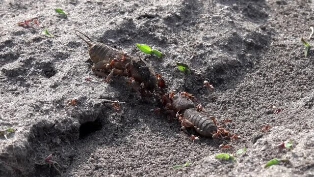 Family of large burrowing insects. Production of formic family. Ants feed on the locusts. Life of insects in the garden beds.