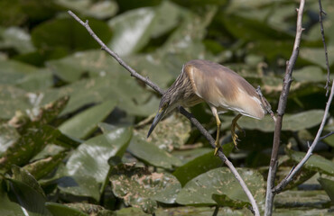 Squacco heron