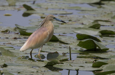 Squacco heron