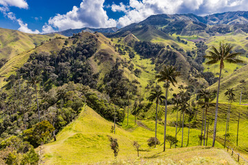 Bosque De Palma De Cera La Samaria  near San Felix near Salamina Caldas in Colombia South America