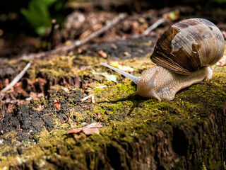 Big Snail Closeup on the trunk of old tree.