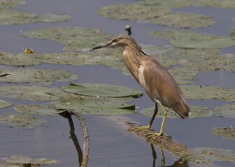 Squacco heron
