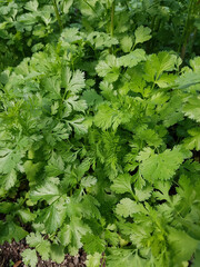 Koriander; Coriandrum sativum; Blatt