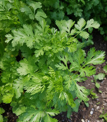 Koriander; Coriandrum sativum; Blatt
