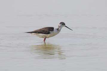 Black winged stilt