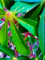 cassava leaf