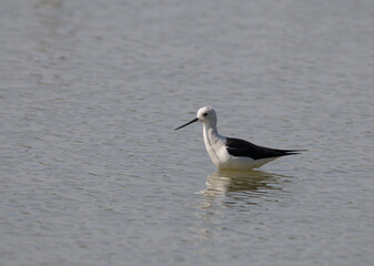Black winged stilt