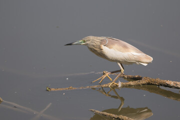 Squacco heron