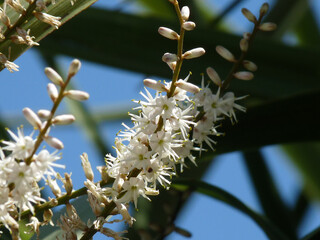 YUCCA FLOWER