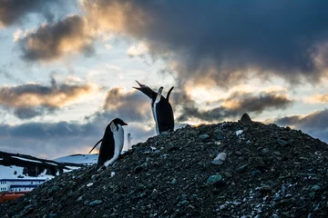 Wandcirkels aluminium Пингвины на горе © polyarnik