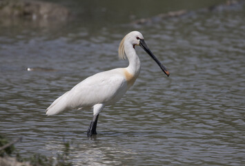 Eurasian spoonbill