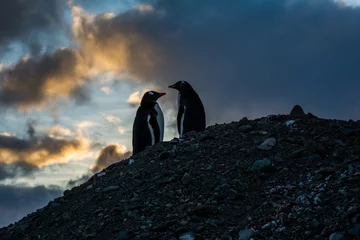 Fotobehang Пингвины © polyarnik