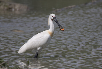 Eurasian spoonbill