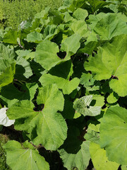 Pestwurz; Petasites, hybridus; officinalis, Heilpflanzen