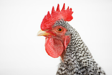 Rooster on a white background.