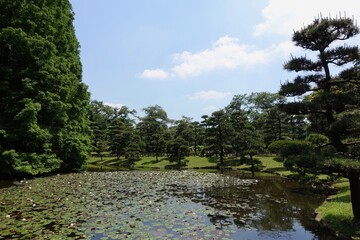 スイレンの池