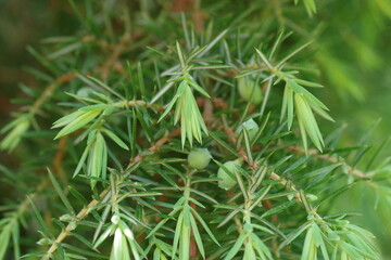 branch of juniper with berries