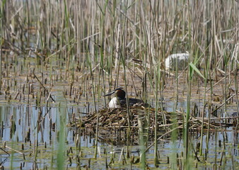 Pair of grebes and floating nest
