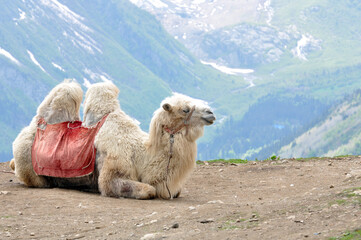 Camel in the mountains