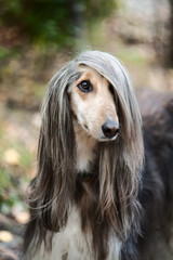 A portrait of a dog, an Afghan greyhound. The dog is like a man.
