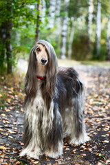 A portrait of a dog, an Afghan greyhound. The dog is like a man.
