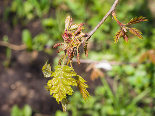 Nothern Red or champion oak Quercus rubra blossom macro with bokeh background, selective focus, shallow DOF