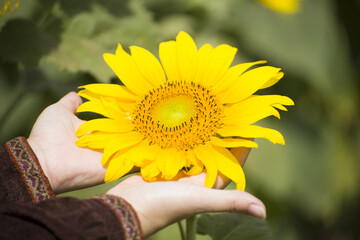 Hands touching sunflower.