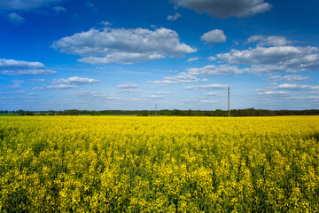 Beautiful natural landscape. Yellow, bright field of flowering rape and blue sky with clouds in the spring