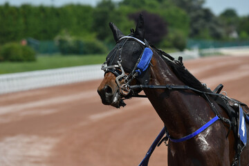 cheval de course © compagnie-17