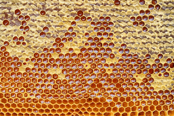 honeycomb with honey