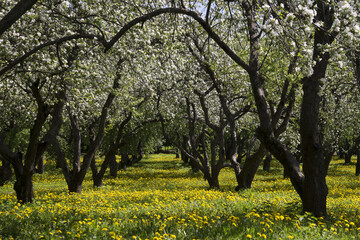 Яблоня в цвету. Весна.