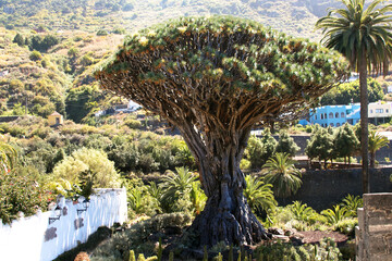Dragon Tree, Icod de los Vinos, Tenerife
