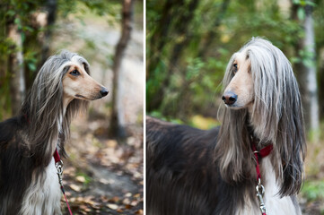 A portrait of a dog, an Afghan greyhound, a diptych. The dog is like a man.