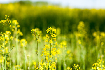 Beautiful yellow, flowering rape. Plant close-up with blurred background