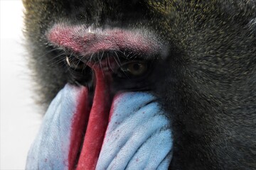 マンドリル