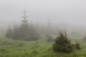Wald im Nebel