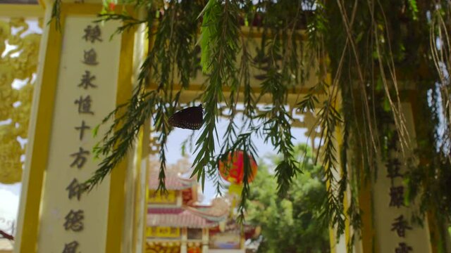 butterfly sitting on branch of a tropical tree with a buddhist temple at a background. Camera rotates around the batterfly and then it flyes away.