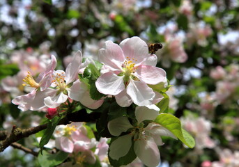 Apple tree blossom