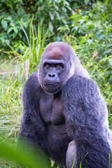 Gorilla