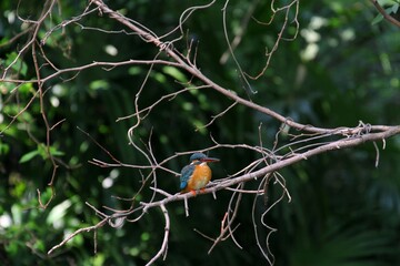 Female Common Kingfisher (Alcedo atthis) in Japan - カワセミ