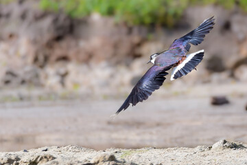 Kiebitz (Vanellus vanellus) im Flug mit schillerndem Gefieder
