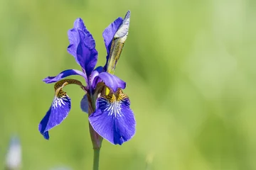 Crédence de cuisine en verre imprimé Nénuphars Wasserlilie blaue Sumpf-Schwertlilie (Iris pseudacorus)