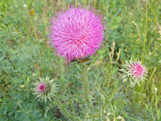 Thistle flower and wasps attracted to its sweet nectar