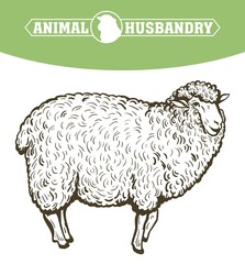 sketch of sheep drawn by hand. animal husbandry