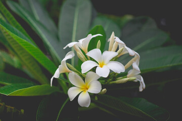 Fototapeta na wymiar White Plumeria or frangipani in the garden. Plumeria flowers in nature